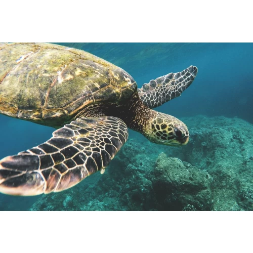 Postcard #1965 | Sea Turtle