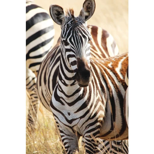 Postcard #1966 | Zebra