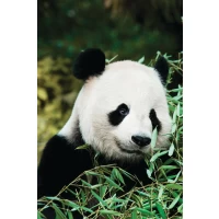 Postcard #1967 | Giant Panda