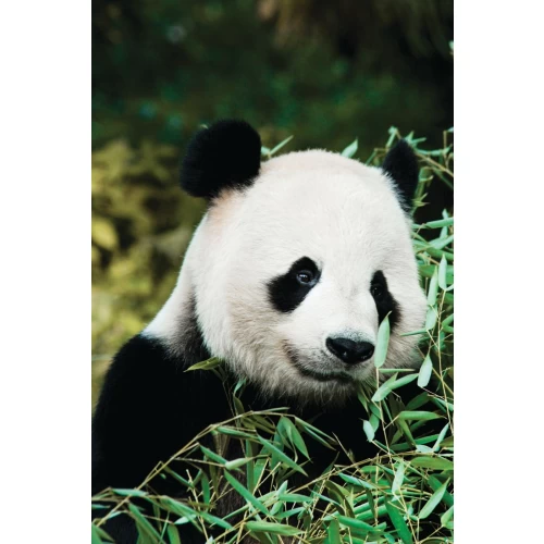 Postcard #1967 | Giant Panda