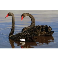 Postcard #1968 | The Black Swan