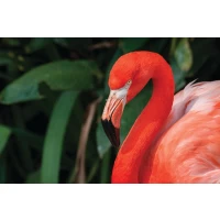 Postcard #1969 | American Flamingo
