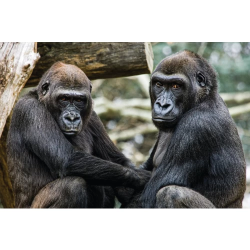 Postcard #1971 | Lowland Gorilla
