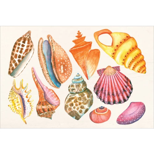 Postcard #2068 | Seashells