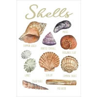 Postcard #2113 | Shells