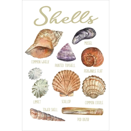 Postcard #2113 | Shells