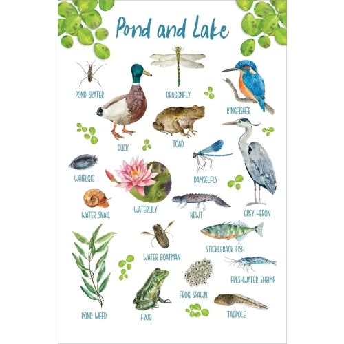 Postcard #2115 | Pond and Lake
