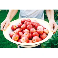 Postcard #2375 | Apples