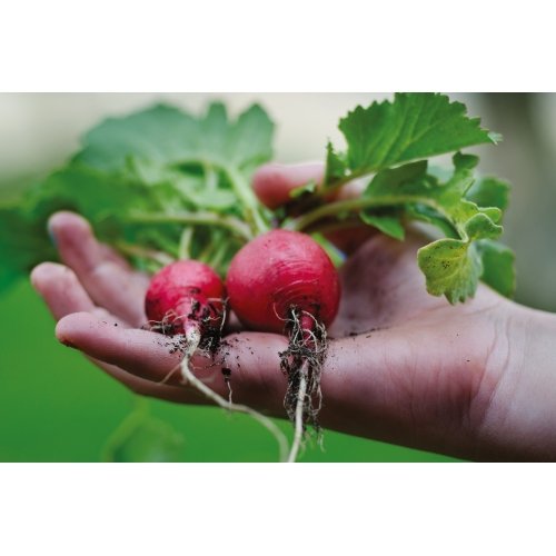 Postcard #2377 | Radishes