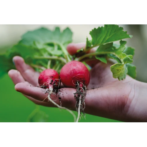 Postcard #2377 | Radishes