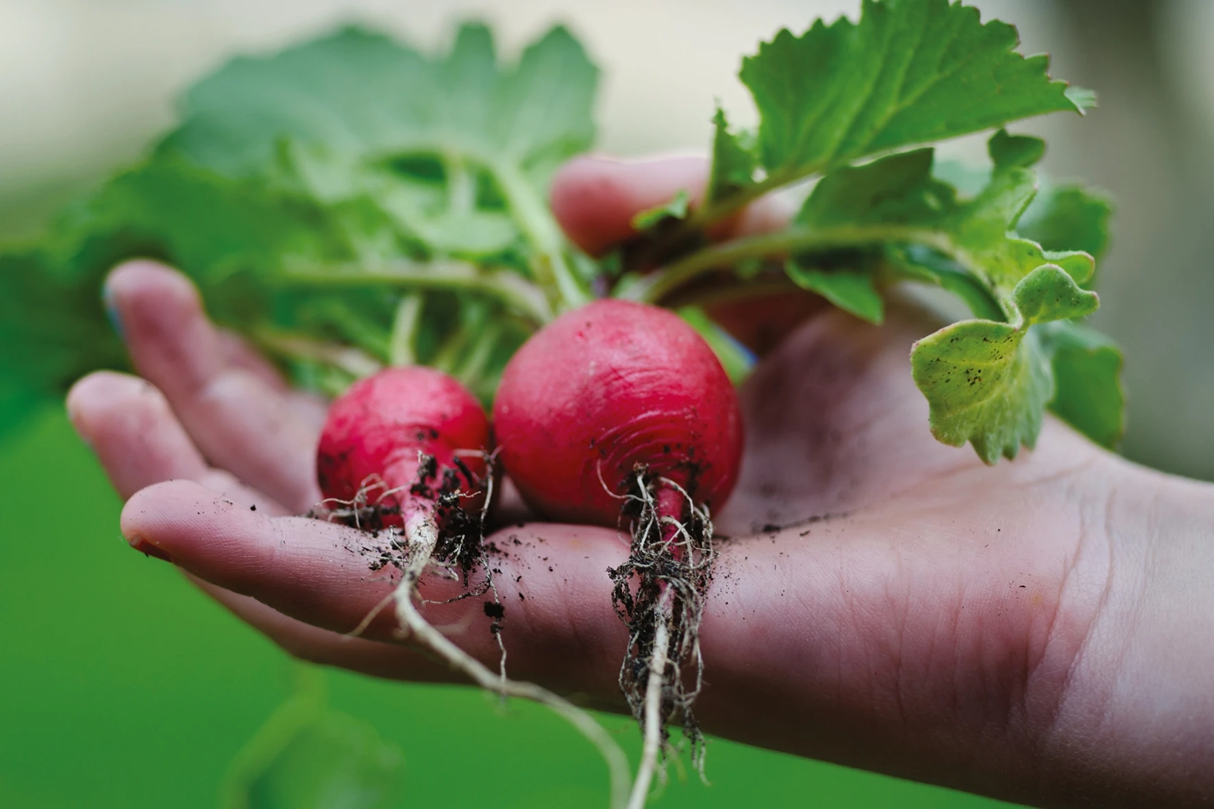 Postcard #2377 | Radishes