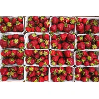 Postcard #2379 | Strawberries