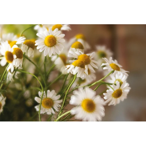 Postcard #2381 | Daisies