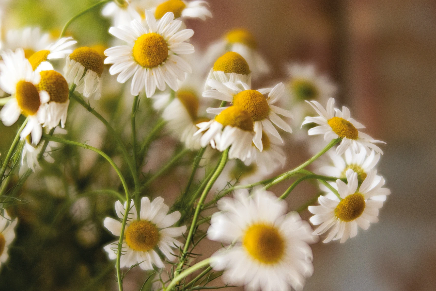 Postcard #2381 | Daisies