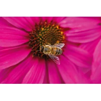 Postcard #2382 | Bee