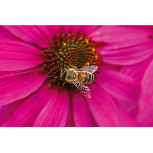 Postcard #2382 | Bee