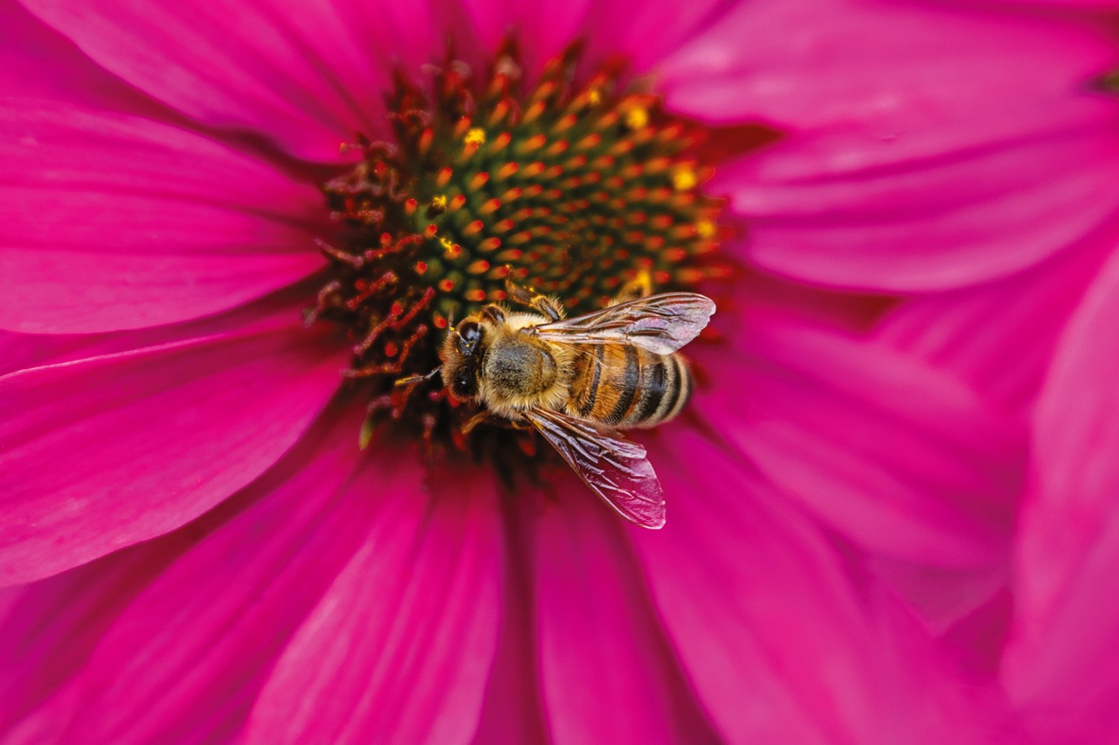 Postcard #2382 | Bee