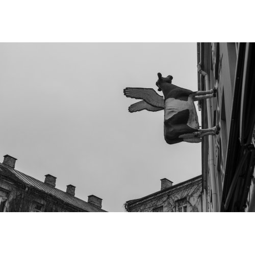 Postcard #2398 | Flying Cow Black and White Postcard