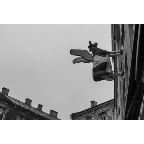 Postcard #2398 | Flying Cow Black and White Postcard