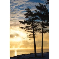 Postcard #2418 | Golden Sunrise by the Water