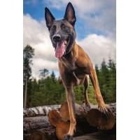 Postcard #2412 | Belgian Malinois Dog