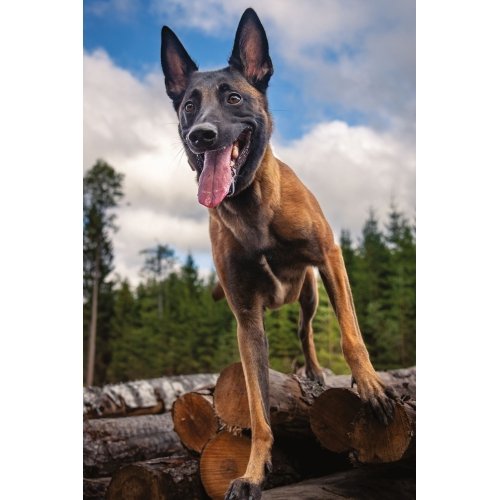 Postcard #2412 | Belgian Malinois Dog