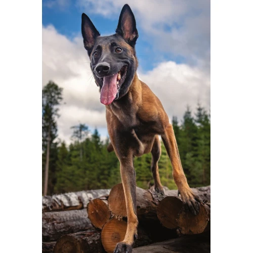 Postcard #2412 | Belgian Malinois Dog