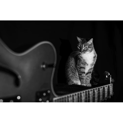 Postcard #2401 | Cat and Guitar Black and White